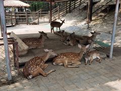 -北京鹿世界主题园