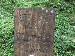 -阿里山神木遗迹