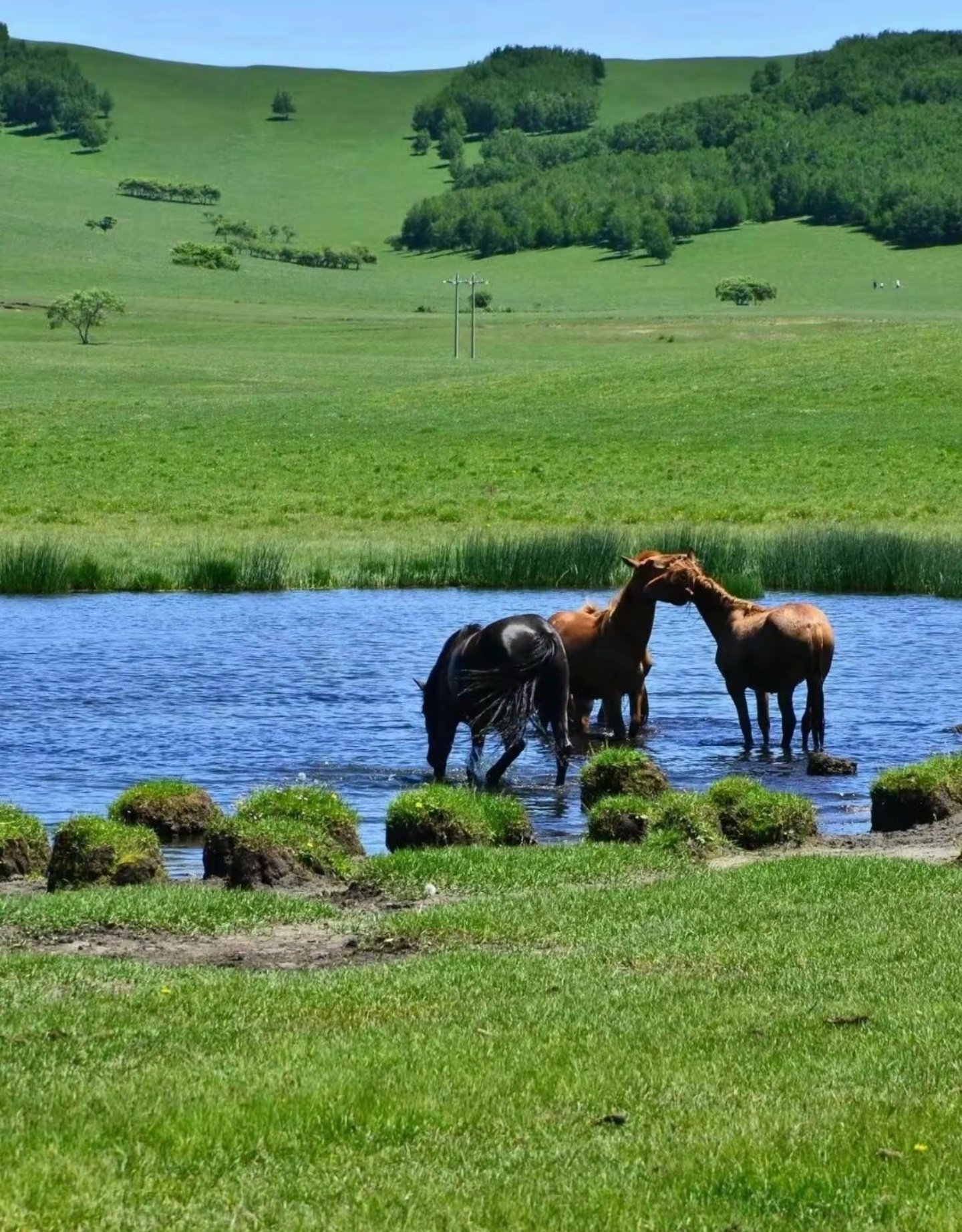 牛马总是向往草原