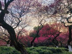 -杭州植物园