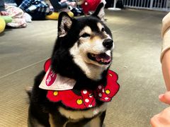-逗柴咖啡屋·狗咖猫咖宠物桌游