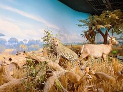 -陕西自然博物馆