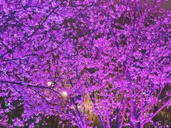 -西北湖绿化广场