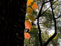 -上海共青森林公园