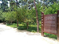 -渡海小渔村.老辈日照菜