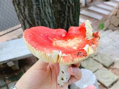 -吉林拉法山