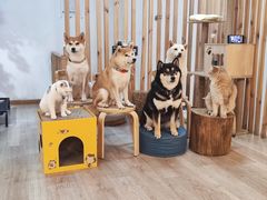 -柴迷FANS CLUB·柴犬狗咖·猫咖