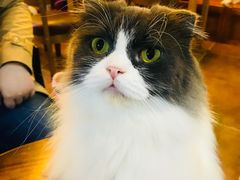 -李小姐の猫咖啡馆(五角场店)