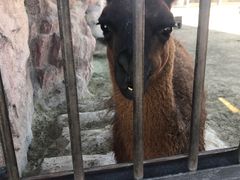 -鄂尔多斯野生动物园