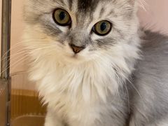 -猫咪派对(江南西店)
