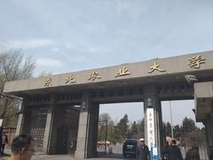 -东北农业大学饺子园