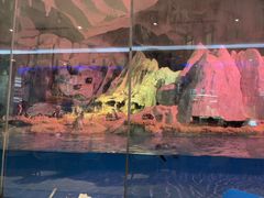 -帝企鹅自助餐厅•儿童岛•真企鹅(长隆企鹅酒店)