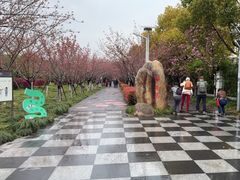 -高东镇樱花园