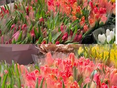 -循礼门鲜花花市(武汉循礼门店)