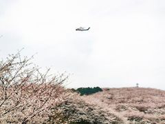 -大金鹰园
