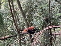 -都江堰中华大熊猫苑
