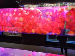 -中环花鸟鱼虫市场