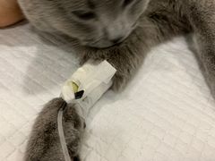 -爱侣宠医·鹦鹉专科·小型哺乳类·异宠专科(灵石路店)