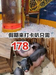 -七巧国萌宠乐园(龙湖天街店)