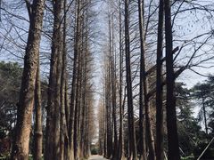 -上海滨江森林公园