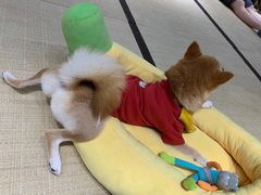 -逗柴咖啡屋·狗咖猫咖宠物桌游