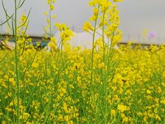 -光明小镇欢乐田园