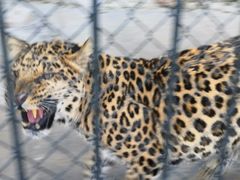 -大连森林动物园