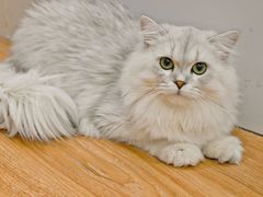 -COLOR PETS 撸猫馆·购猫·猫咖(长风大悦城店)