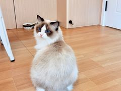 -唐小姐の私宠·宠物洗护美容·撸猫馆·购宠(周浦万达旗舰店)