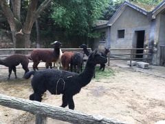 -昆明动物园