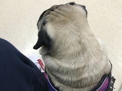 -北京观赏动物医院·24小时大型综合·猫专科·异宠专科