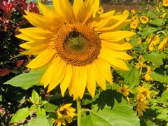 -歌斐颂巧克力小镇