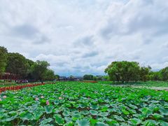 -洪湖生态旅游区