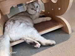 -飞行喵MR PILOT|猫舍·猫咖(静安大融城店)