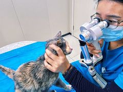 -美联众合动物医院·24h京西诊疗中心