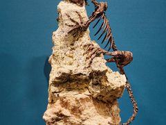 -国家自然博物馆