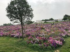-紫颐香薰山谷景区