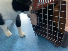 -万博宠物医院·手术·诊疗(未央凤城五路店)