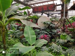 -呀路古热带植物园
