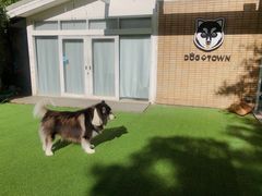 -Dog in Town Ekkamai