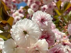 -羊亭河湿地公园