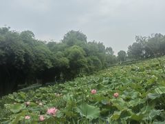-金银湖国家城市湿地公园