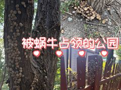 -西青郊野公园