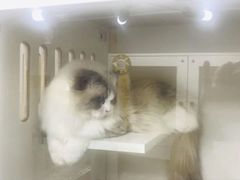 -青奢宠物·青奢猫舍