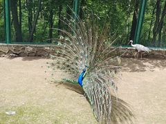 -哈尔滨北方森林动物园