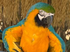 -西霞口神雕山野生动物世界