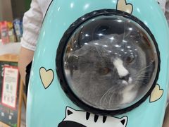 -四月宠物医院·猫专科·心脏专科·内科(转塘店)