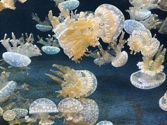 -新加坡海洋生态馆