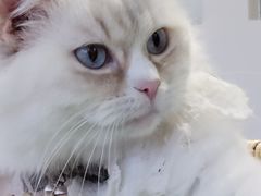 -怪兽屋·羊驼·猫咖·狗咖(俊华广场店)