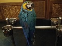 大堂的鹦鹉-那家小馆•北京菜•烤鸭(中关村店)